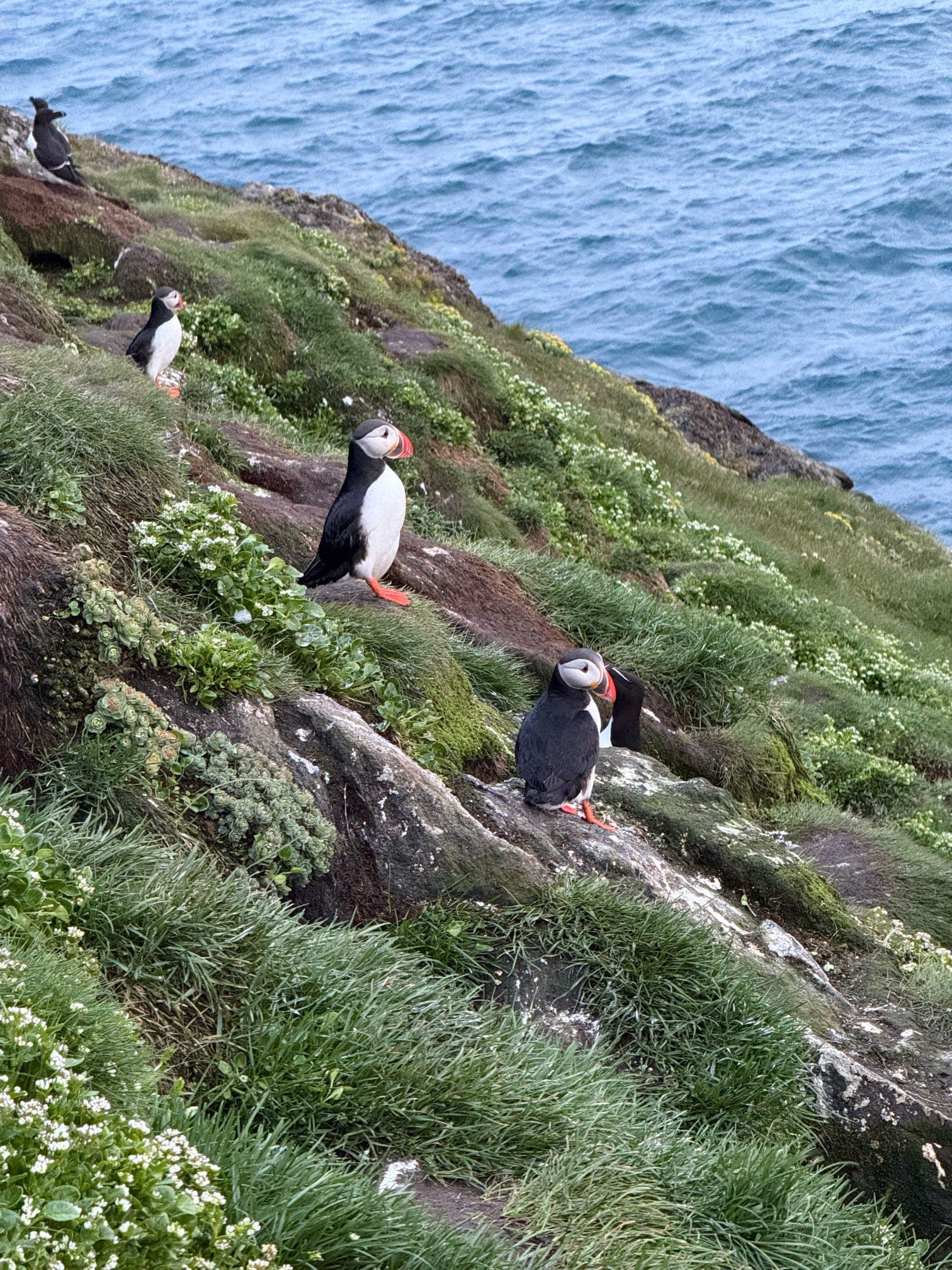 Arctic Puffin Safari – Explore Greenland’s Coastal Cliffs