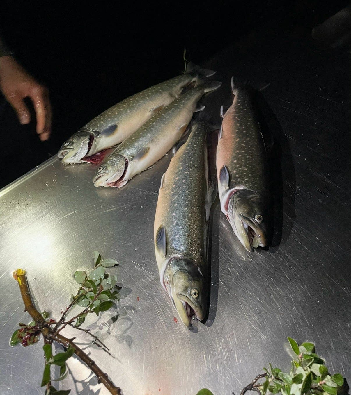 Fishing Trip Nuuk gallery image 5