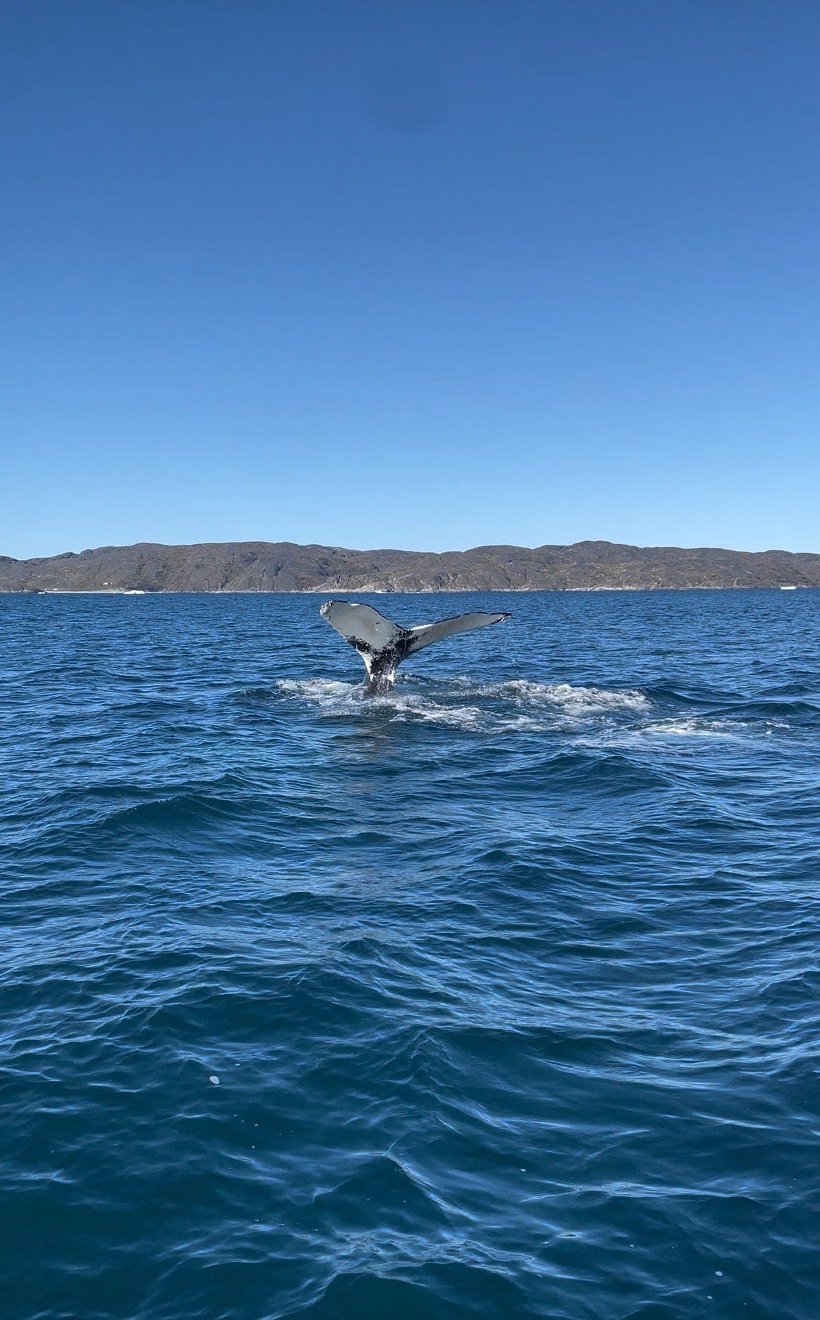 Arctic Whale Safari – Explore Greenland’s Wild Fjords